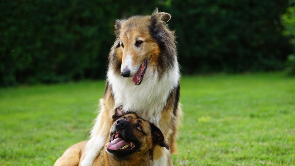 Estas son 10 cosas que no debes de hacerle a tu perrito.