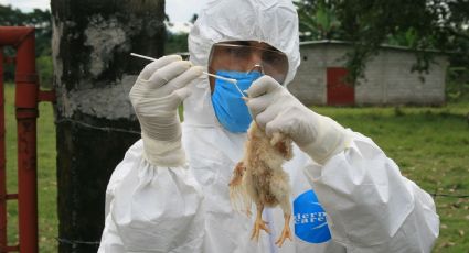 Por influenza aviar en Coahuila y Durango, Sader establece sobrevigilancia epidemiológica