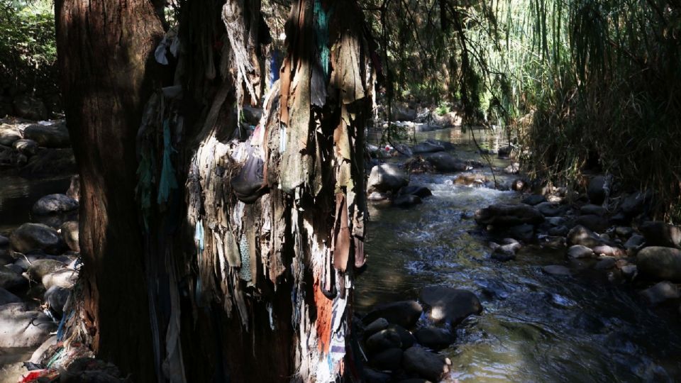 Es probable que el ejemplar que ocupe el lugar de la palma retirada sea donado por un vivero privado.