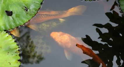 Peces koi