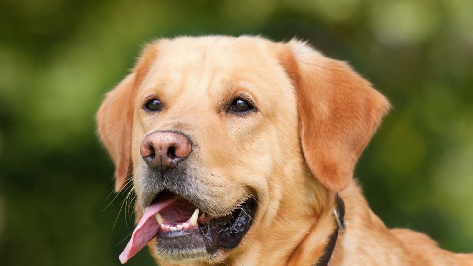 Enfermedades más comunes en perros