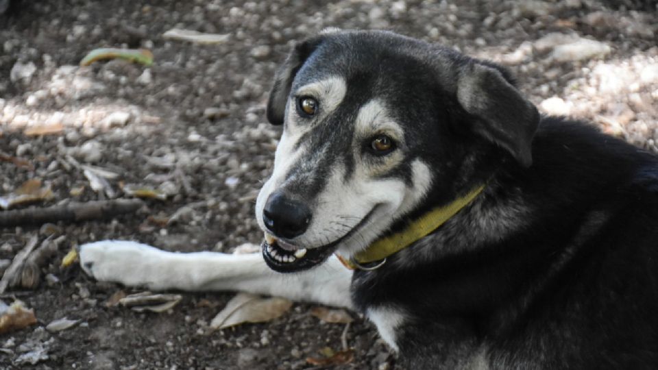 Perro en la vida cotidiana