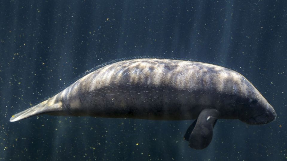 manatí en el  Acuario de Veracruz