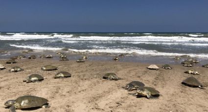 Anidan miles de tortugas lora en playas del estado de Tamaulipas: VIDEO