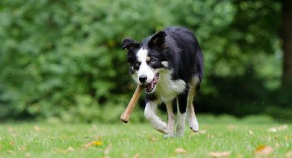 ¿Es bueno que los perros coman huesos?