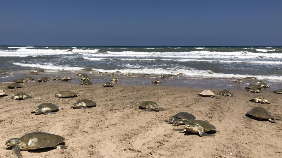 Llegan tortugas a Tamaulipas.