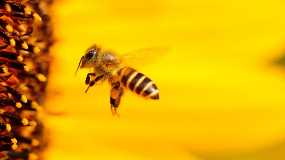La abeja es de las especies más importantes del planeta