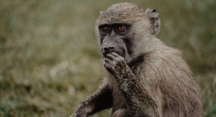 Viruela del mono: OMS convoca a reunión extraordinaria