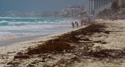 ¿Por qué el sargazo afecta a las playas de México?