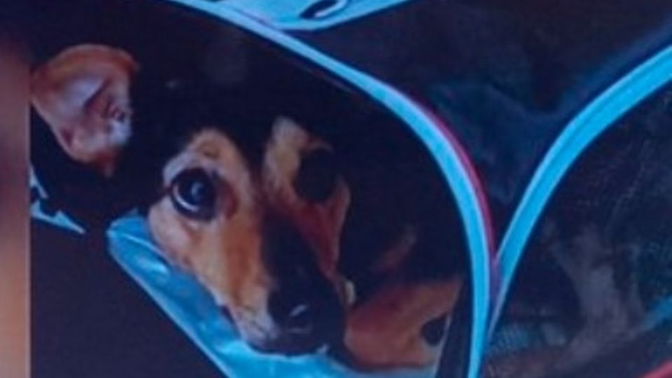 Perro queda detenido en el aeropuerto de Argentina no no tener esquema de vacunación completo.