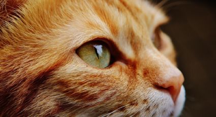 Gatos: Así es cómo ven el mundo a través de sus ojos