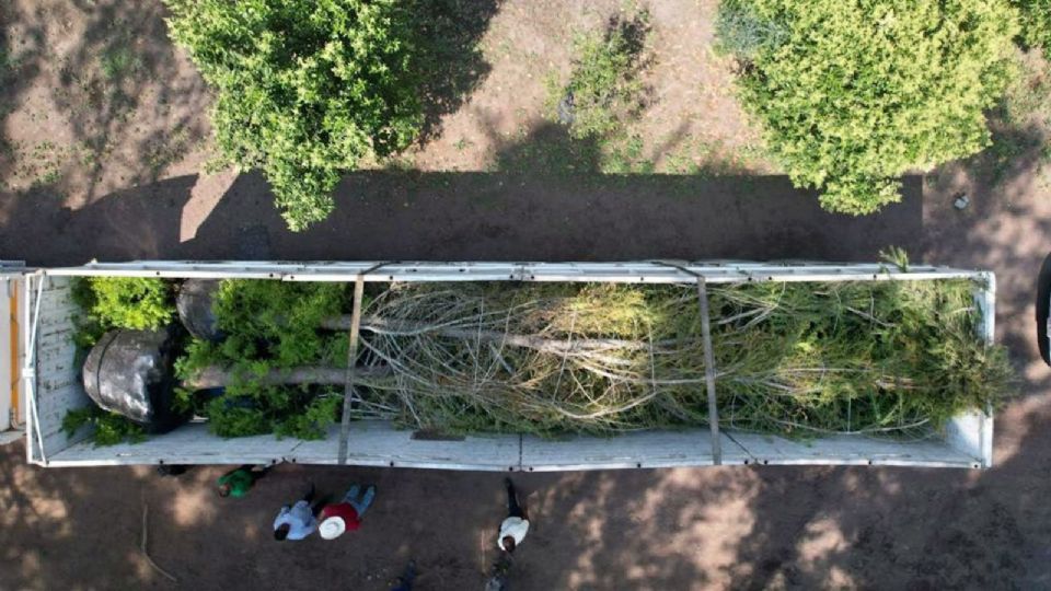 Esta semana continúan los trabajos de preparación en la Glorieta de la Palma para su plantación.