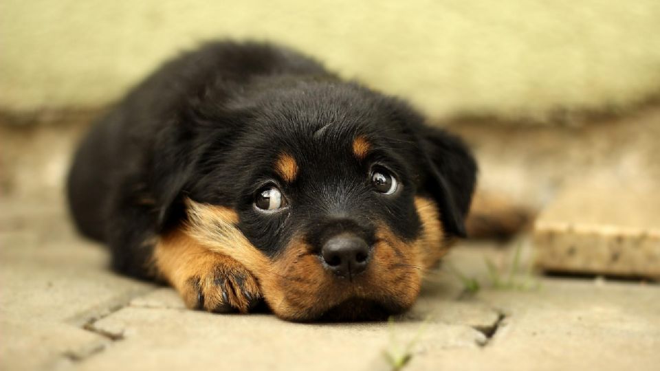 Esta es la tierna reacción de este perro al subirse al sillón y recibir un regaño