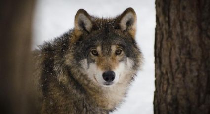 Debido a mutación genética, los lobos prehistóricos se hicieron dóciles