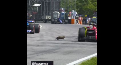 Marmota le ganó en velocidad a los autos de la F1 en la prueba del Gran Premio de Canadá: VIDEO