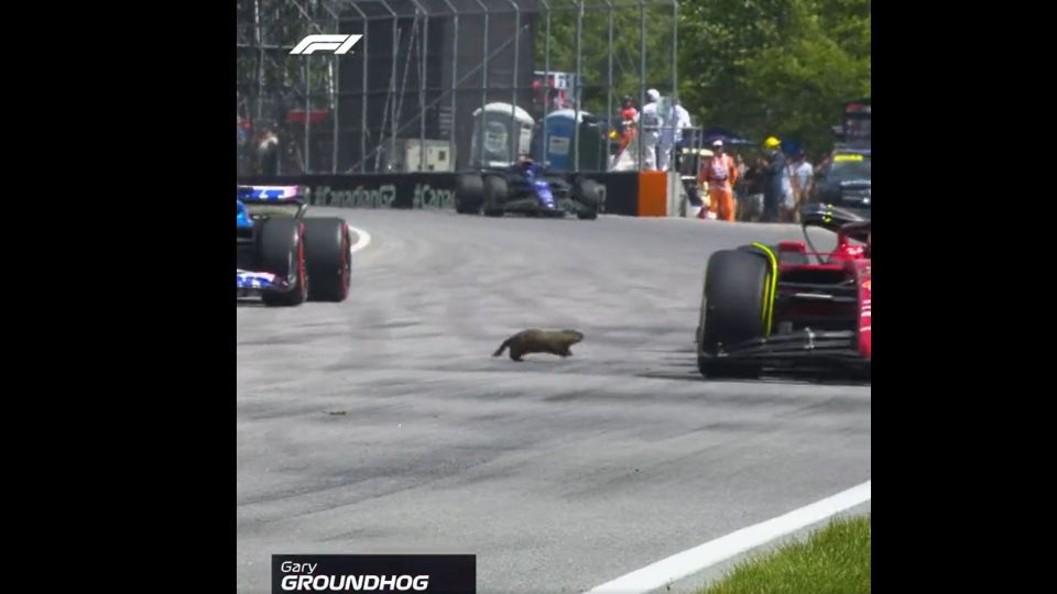 Una marmota que se salvó de ser arrollada por las monoplazas de la Fórmula 1.