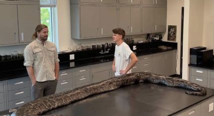 Descubren víbora de 97 kilos, la más grande de todos los tiempos
