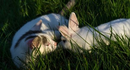 Gatito que se cree conejo se hace viral ¡es vegetariano!