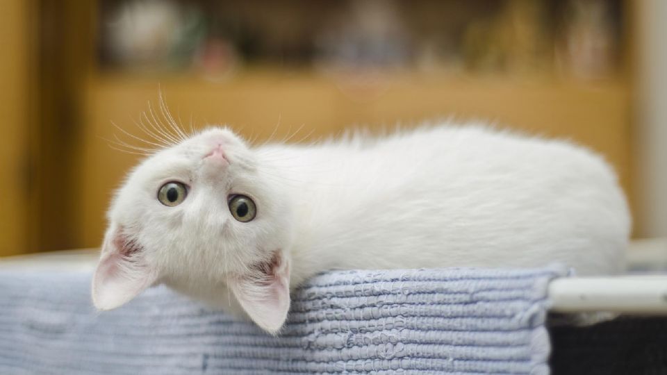 enseña a tu michi a usar el arenero para gatos