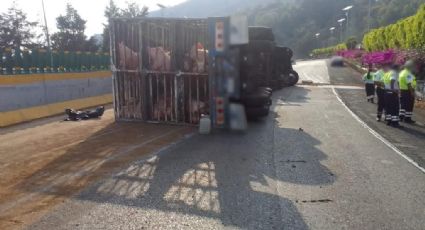 México - Cuernavaca: Vuelca tráiler con cerdos y cierran autopista