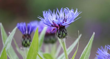 Aciano: Los beneficios de esta planta medicinal