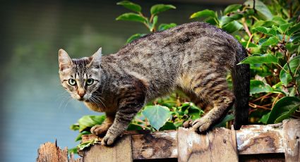 Gatos callejeros: Por qué preocupan tanto a los científicos