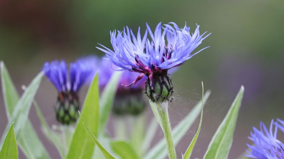 Aciano, planta medicinal