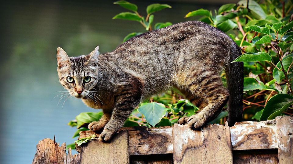 Gatos callejeros son un problema en España