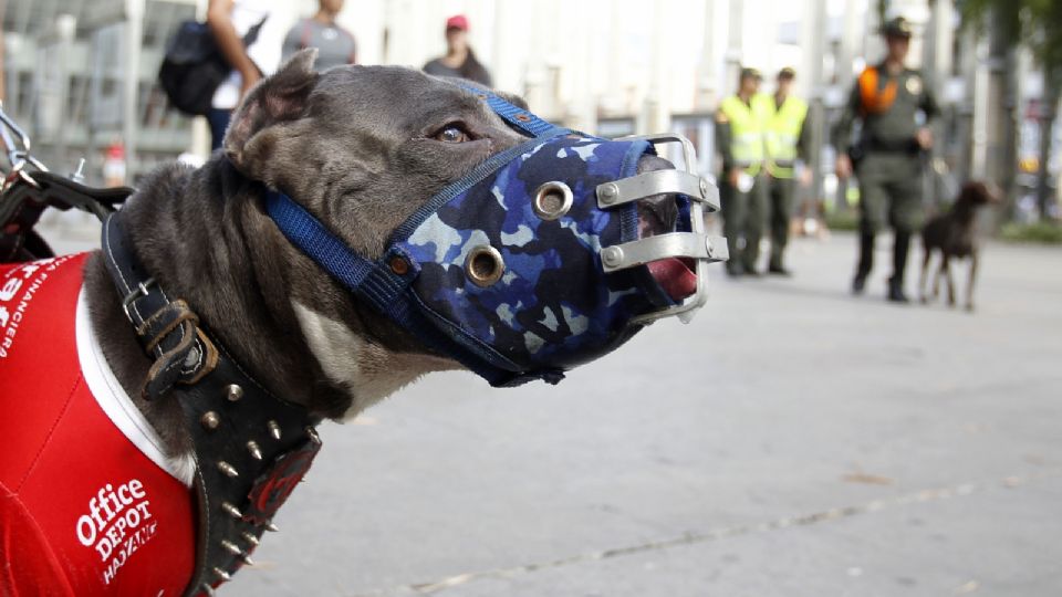 ¿Es bueno poner un bozal a mi perro?