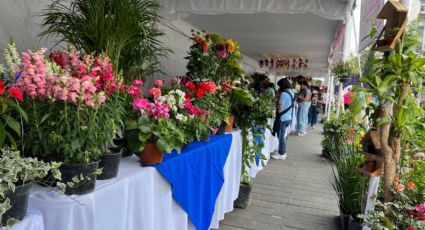 Álvaro Obregón arranca con la Feria de las flores 2022, esto pasó en su primer día de actividades