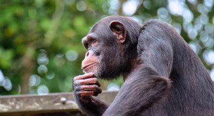 Día Mundial de los Chimpancés ¿Por qué se celebra?