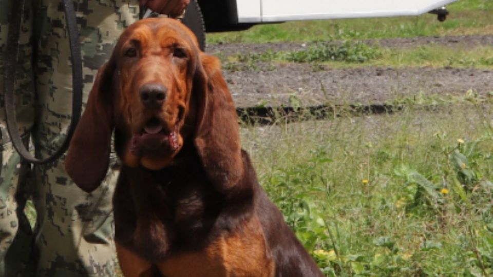 Max, el elemento canino que localizó a Rafael Caro Quintero.