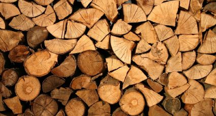Asegura FGR aserraderos donde procesaban madera de manera ilegal