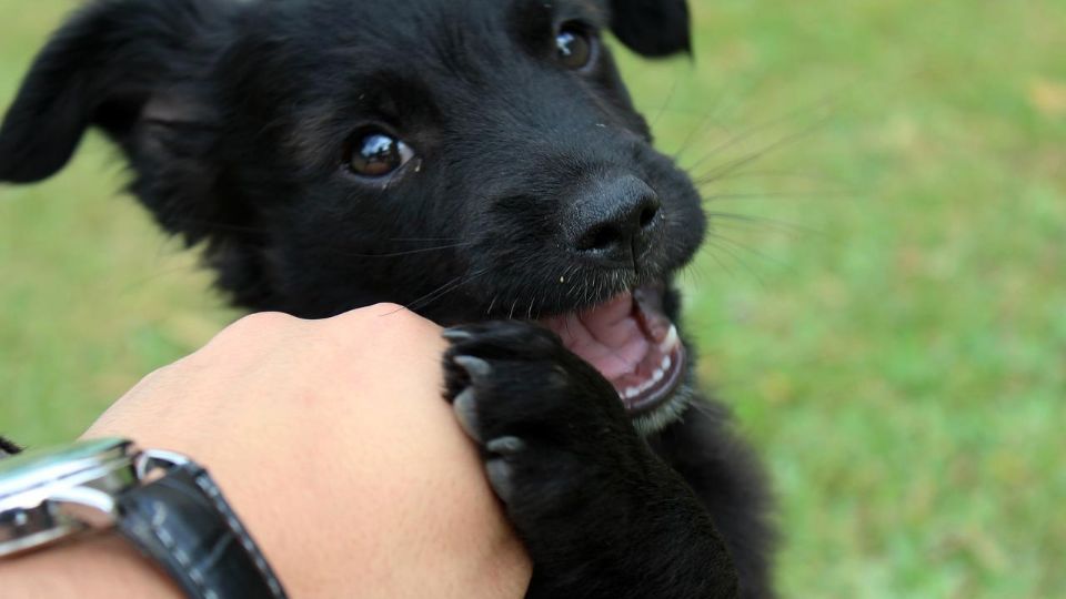 Día Mundial del perro; la importancia y el origen de esta fecha.