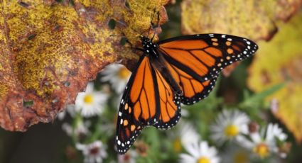 Mariposa monarca en peligro de extinción ¿Qué podemos hacer para salvarla?