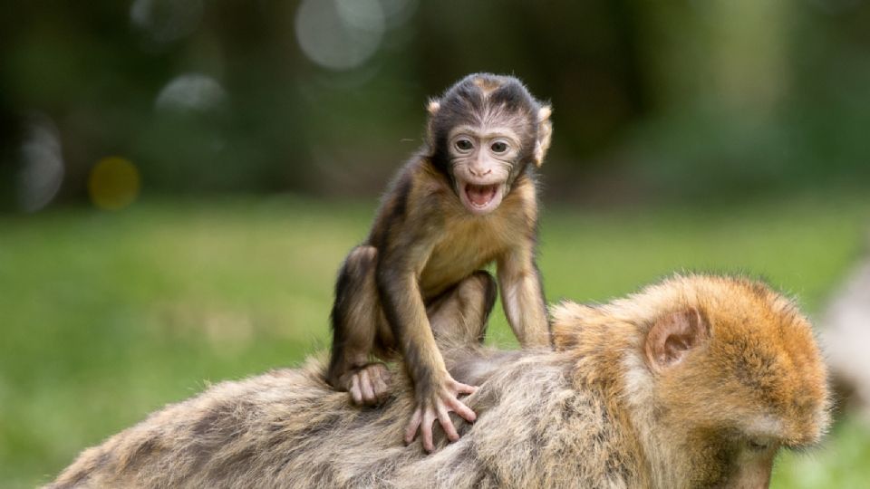 La viruela del mono se registra en muchos lugares del mundo