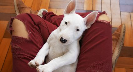 Perrito Bull Terrier que boxea enternece las redes sociales: VIDEO