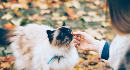 ¡Entérate! Estas marcas de alimento para gato no cumplen con lo que prometen: Profeco