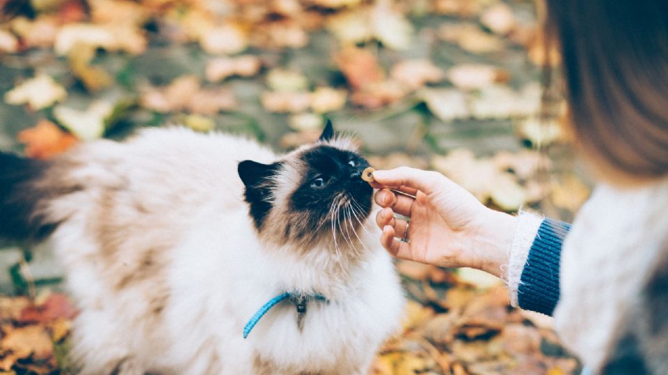 Marcas de alimento para gato que resultaron ser engañosas.