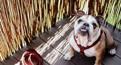 Razones por las que no debes de comprar un Bulldog Inglés