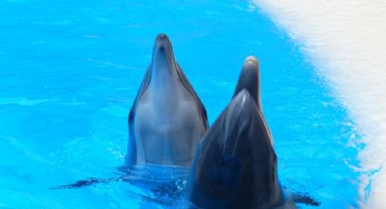 Asesinan a 100 delfines en el 'Grindadráp'; la mayor cacería en 120 años