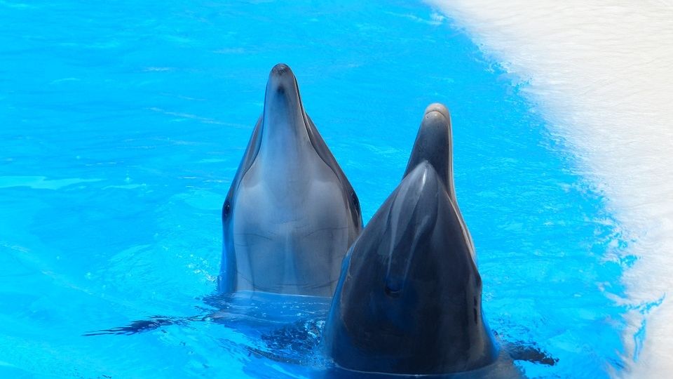 La organización Sea Shepherd, confirmó que al menos 100 delfines nariz de botella fueron asesinados en las Islas Feroe.