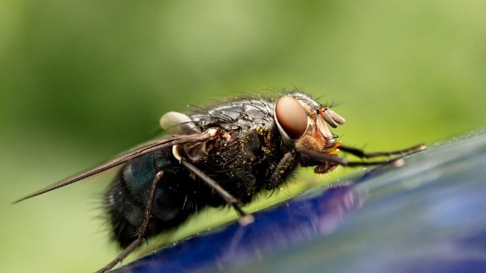 La presencia de estos insectos es más recurrente en verano, esto ya no será un problema.