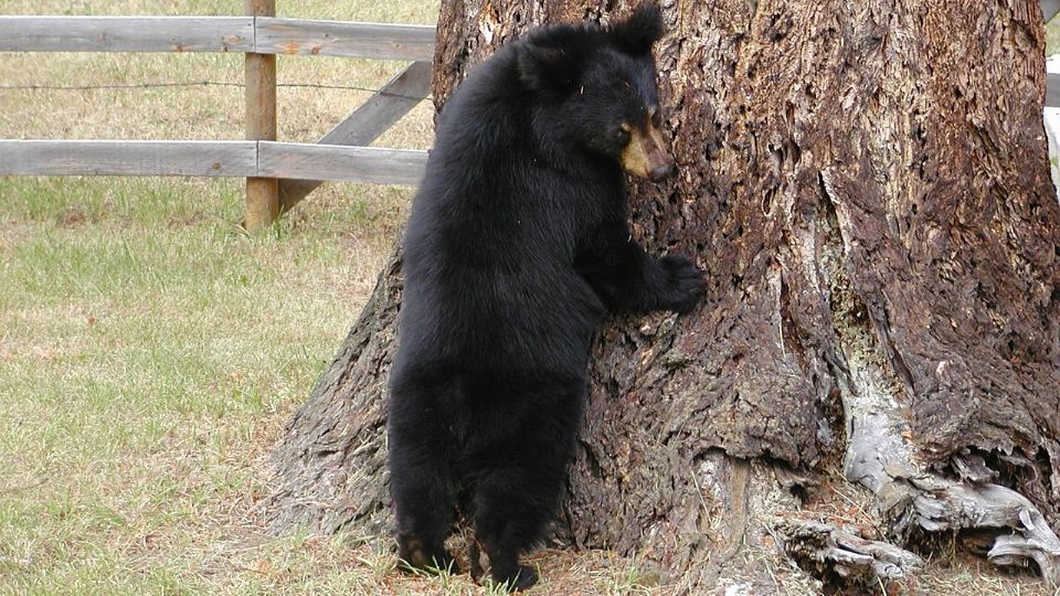 Identifican a los posibles responsables de la muerte de un oso negro cachorro.