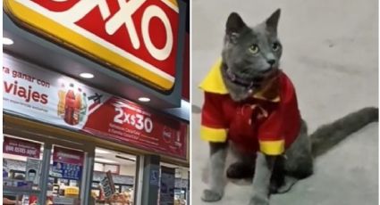 Captan a gatito con uniforme de Oxxo y se hace viral en TikTok