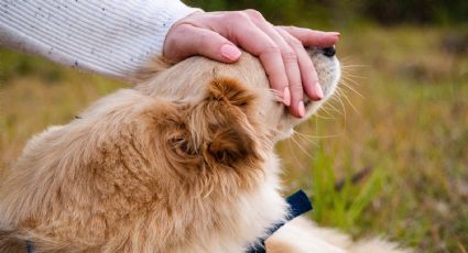 Multa a quien no cuide correctamente a su perrito en CDMX, esto podrías pagar