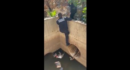 Policías rescatan a un perrito que cayó a un alcantarillado en Culiacán: VIDEO