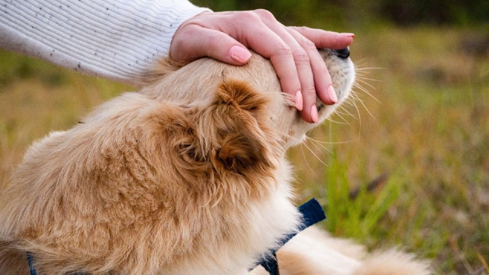 En algunos casos de maltrato animal, la multa pude alcanzar la cárcel.