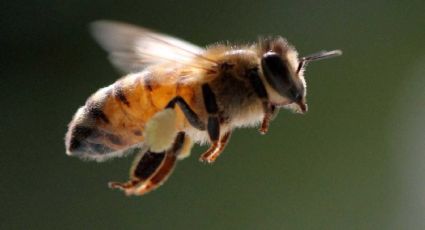 Las abejas meliponas y su miel asombrosa