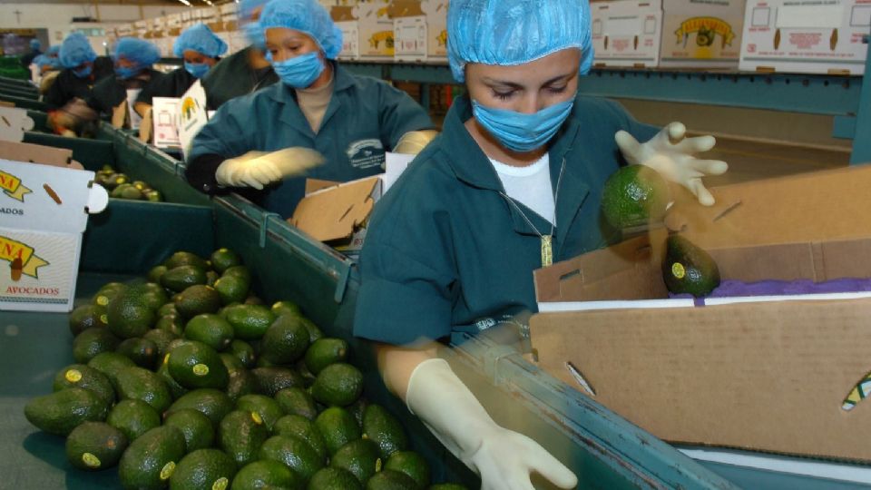 Michoacán ya exportó las primeras toneladas de aguacate.